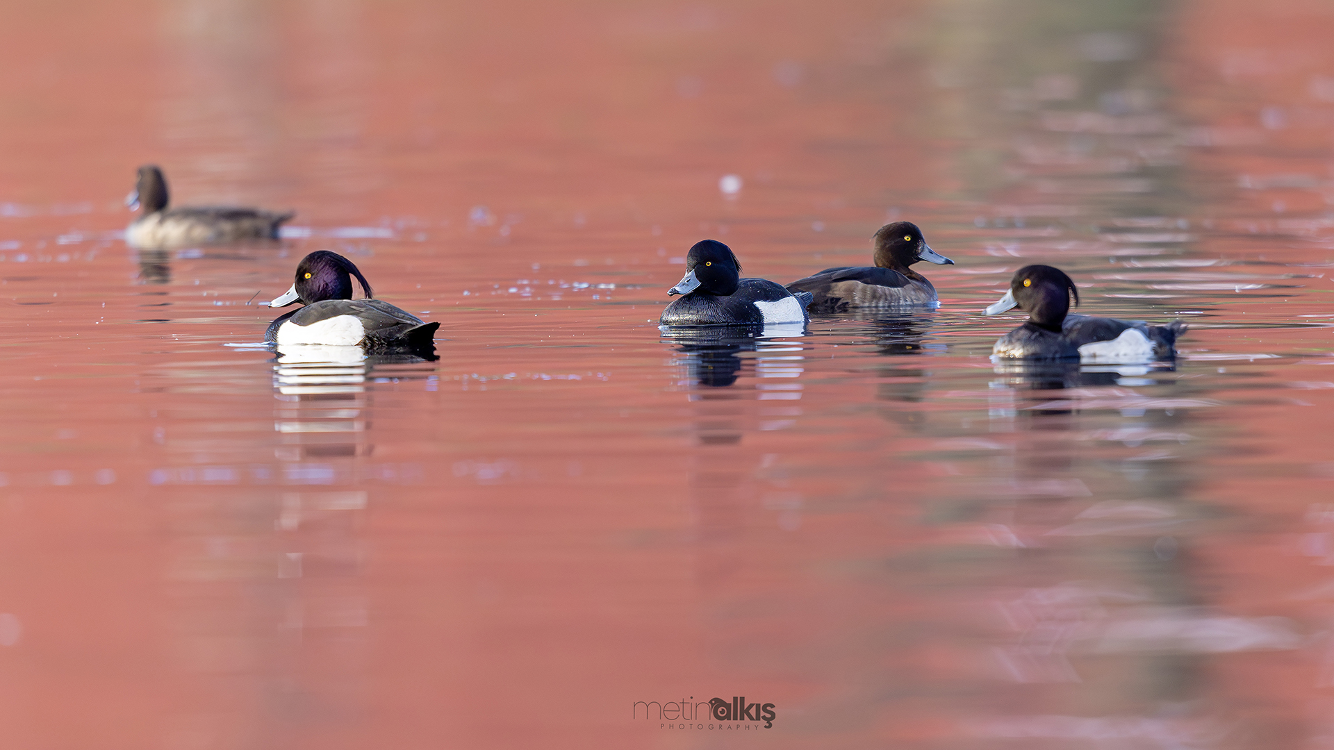 Tufted Duck